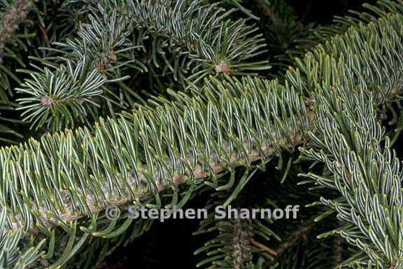 abies nordmanniana ssp equi trojani 3 graphic